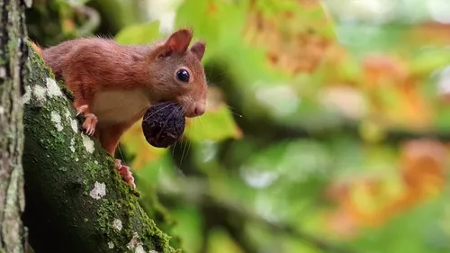 Avez-vous aperçu ce petit écureuil roux ? 